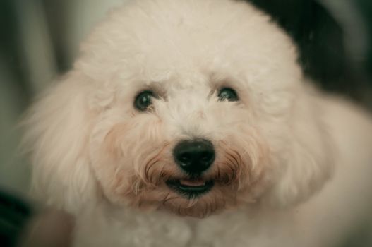 Cachorro Bichón Frisé
