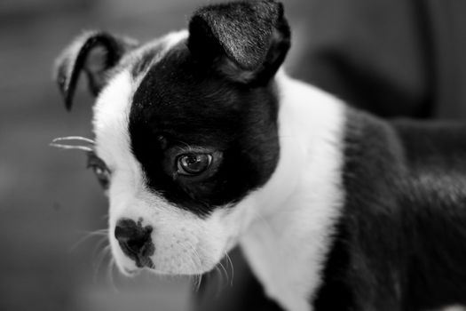 Cachorro Boston Terrier