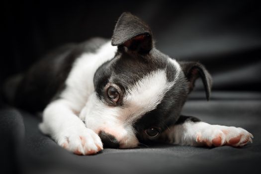Cachorro Boston Terrier