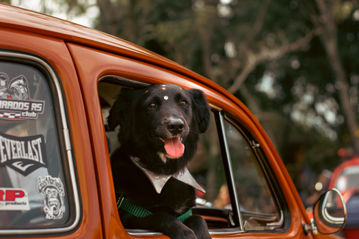Cachorro Bóxer