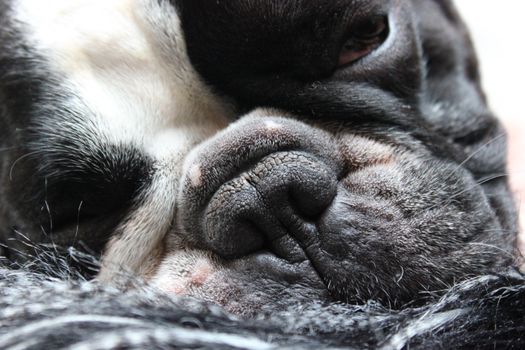 Cachorro Bulldog Francés