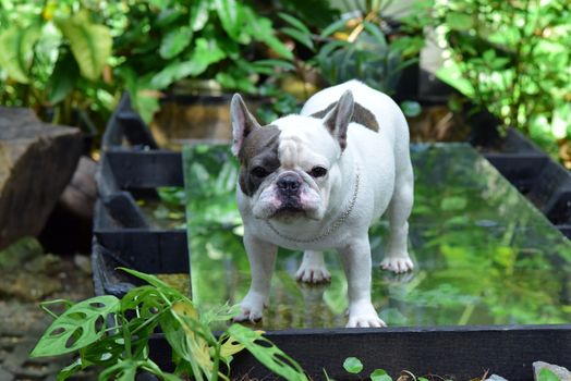 Cachorro Bulldog inglés
