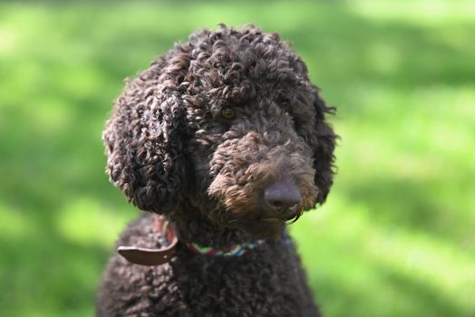 Cachorro Caniche