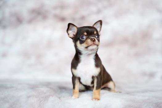 Cachorro Chihuahua