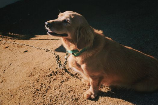 Cachorro Teckel