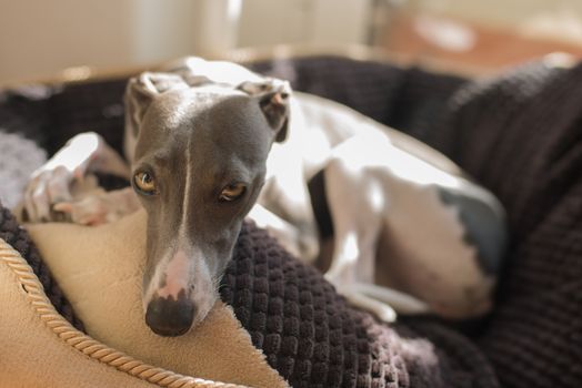 Cachorro Galgo espanol