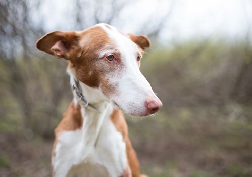Cachorro Ibiza hound