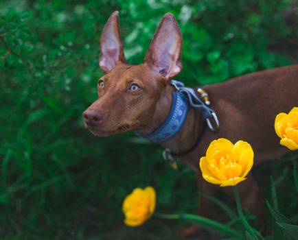 Cachorro Ibiza hound