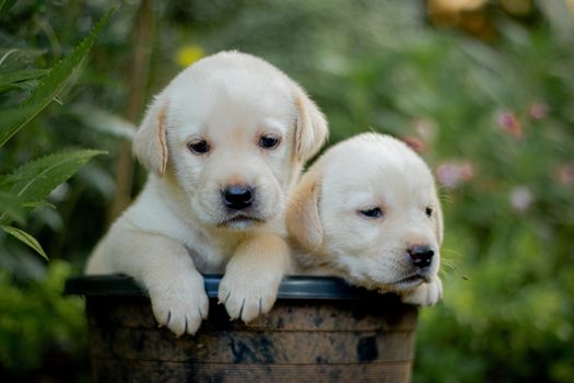 Cachorro Labrador