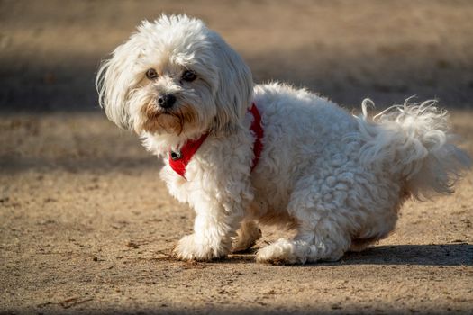 Cachorro Maltese