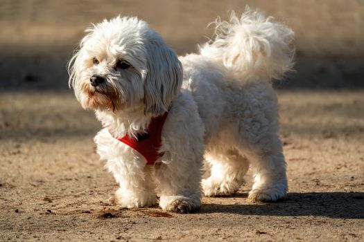 Cachorro Maltese