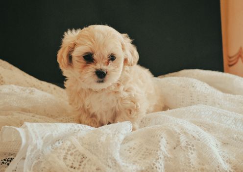 Cachorro Maltipoo