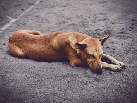 Cachorro Pastor alemán