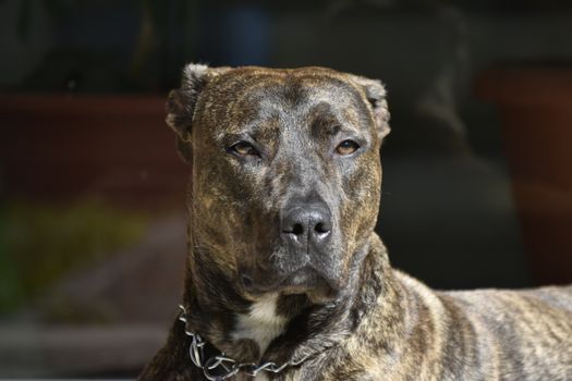 Cachorro Presa canario