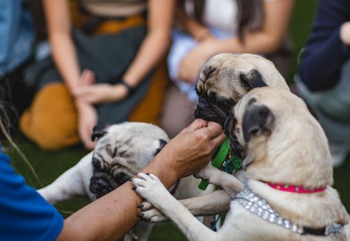 Cachorro Pug