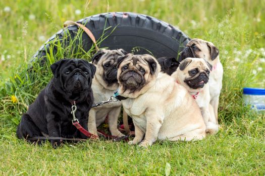 Cachorro Pug