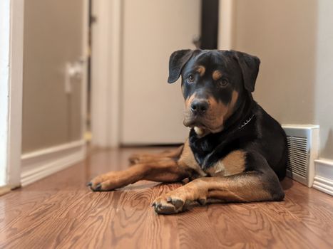 Cachorro Rottweiler