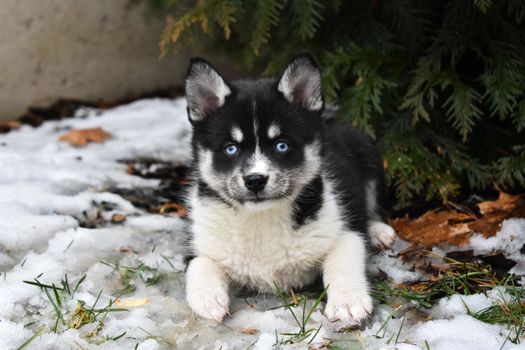 Cachorros Pomsky