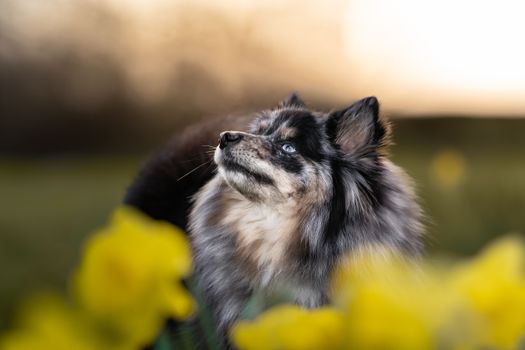 Cachorros Pomsky