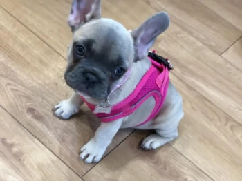 Baby – Hembra